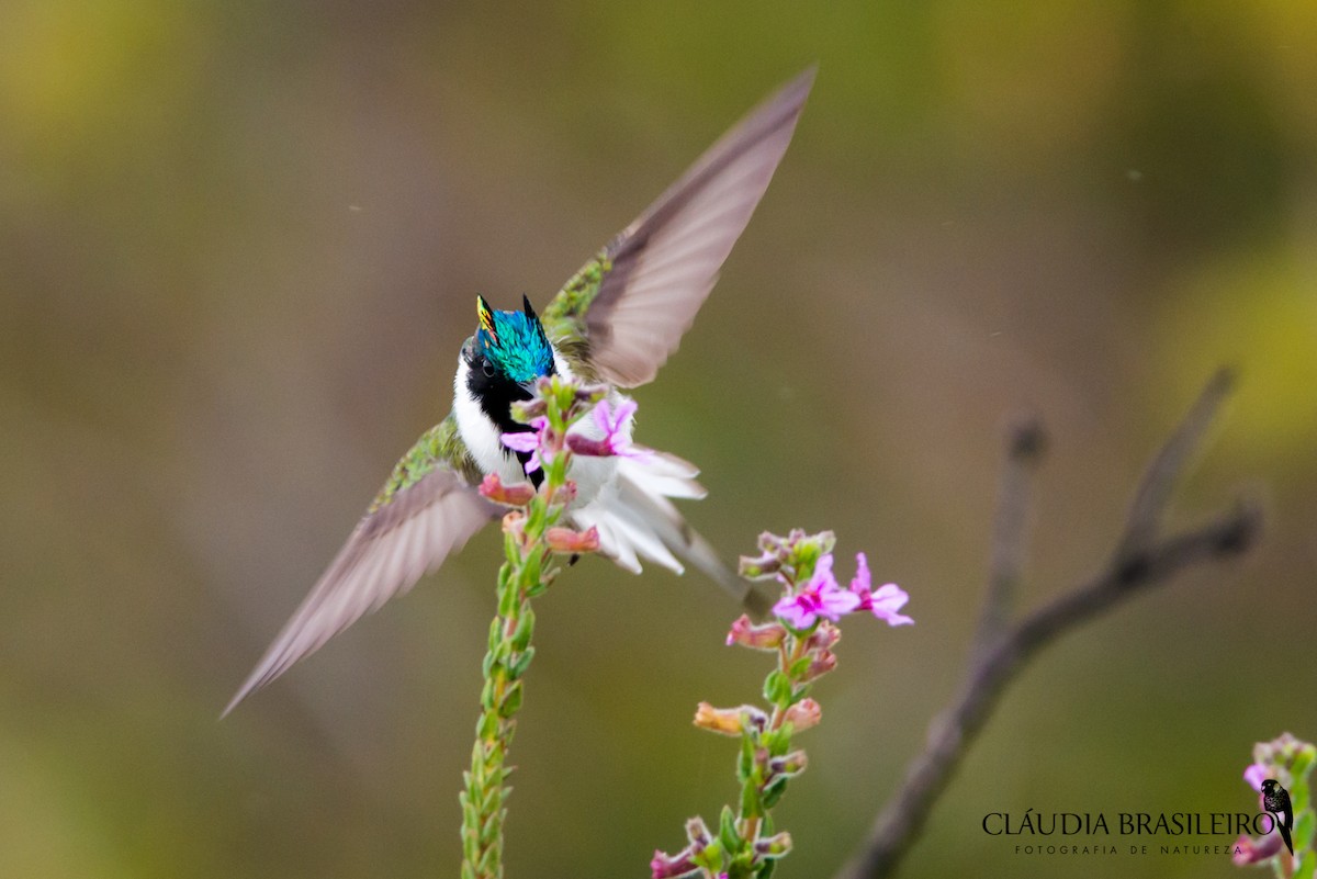 hornkolibri - ML125260461