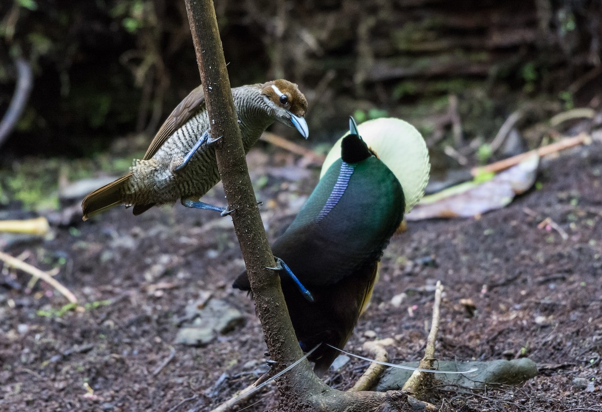 Magnificent Bird-of-Paradise - ML125264621