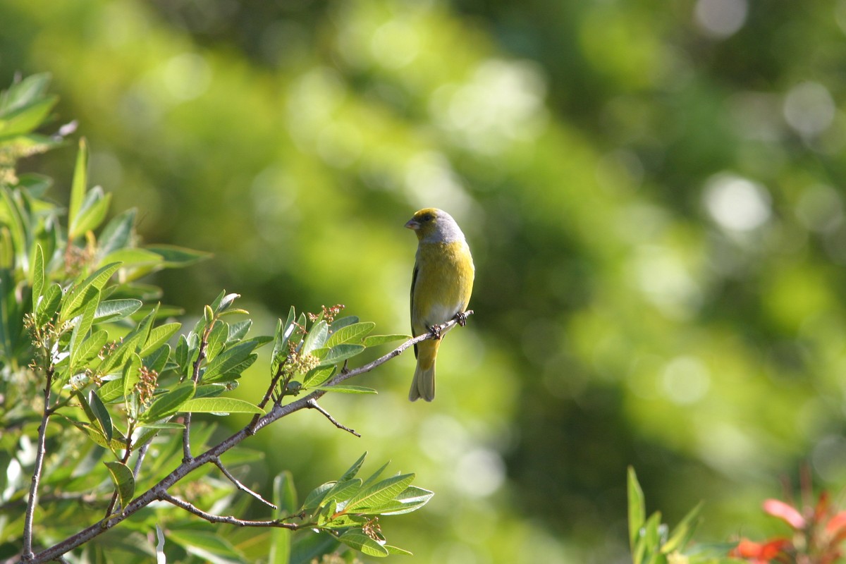 Cape Canary - ML125265761