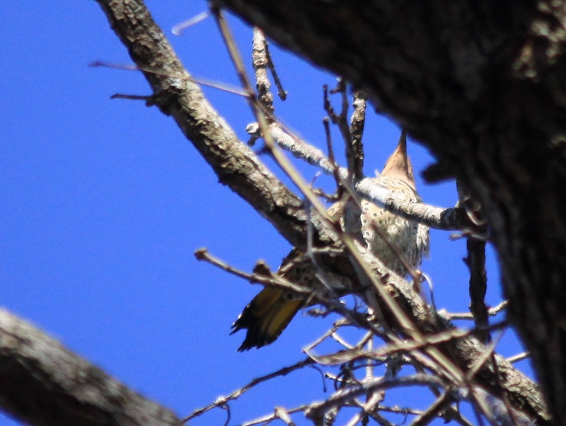 Northern Flicker - ML125265971