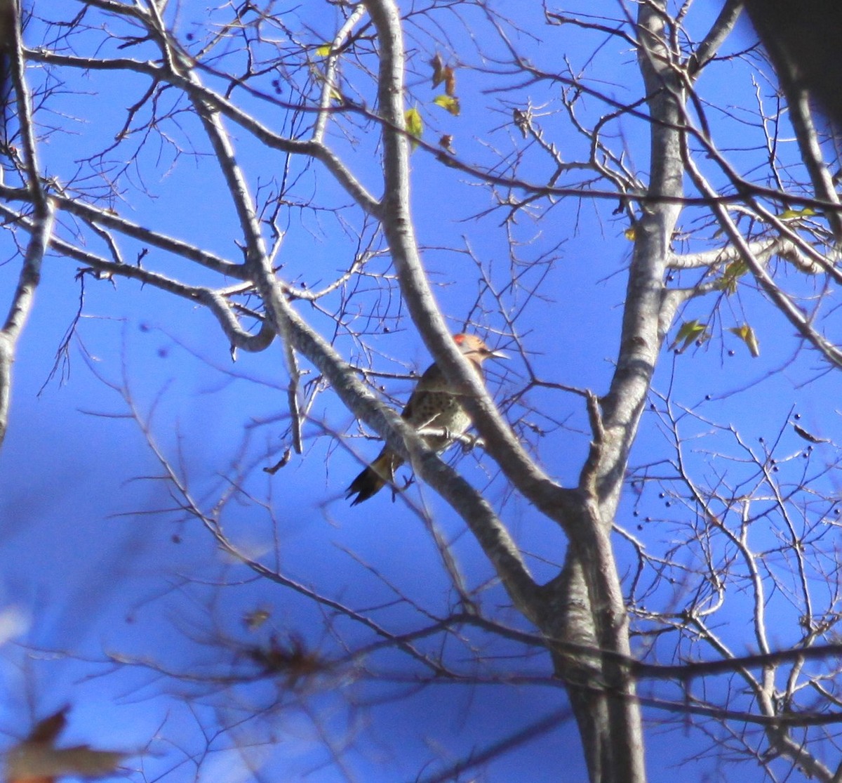 Northern Flicker - ML125265981