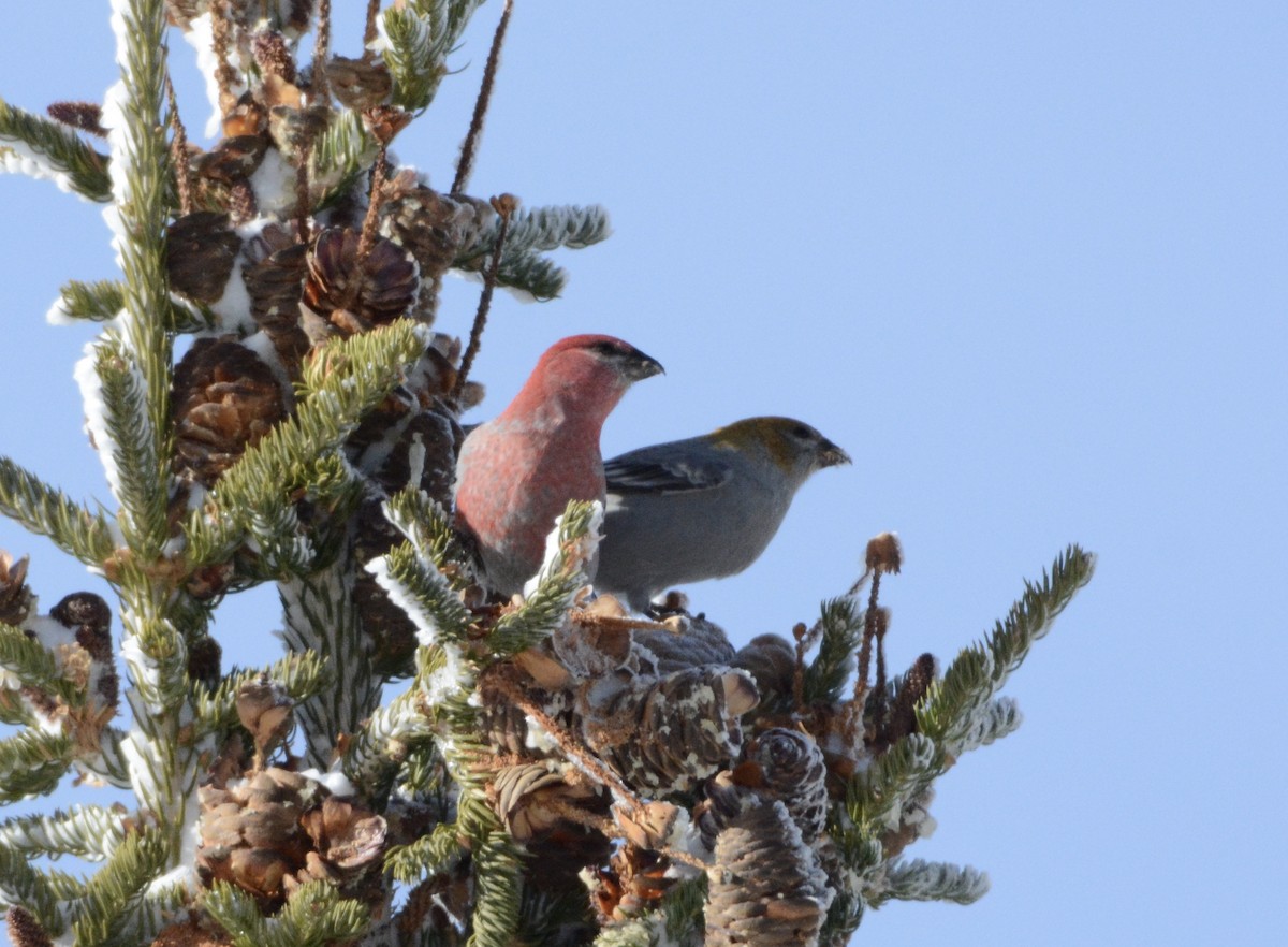 Pine Grosbeak - ML125268821