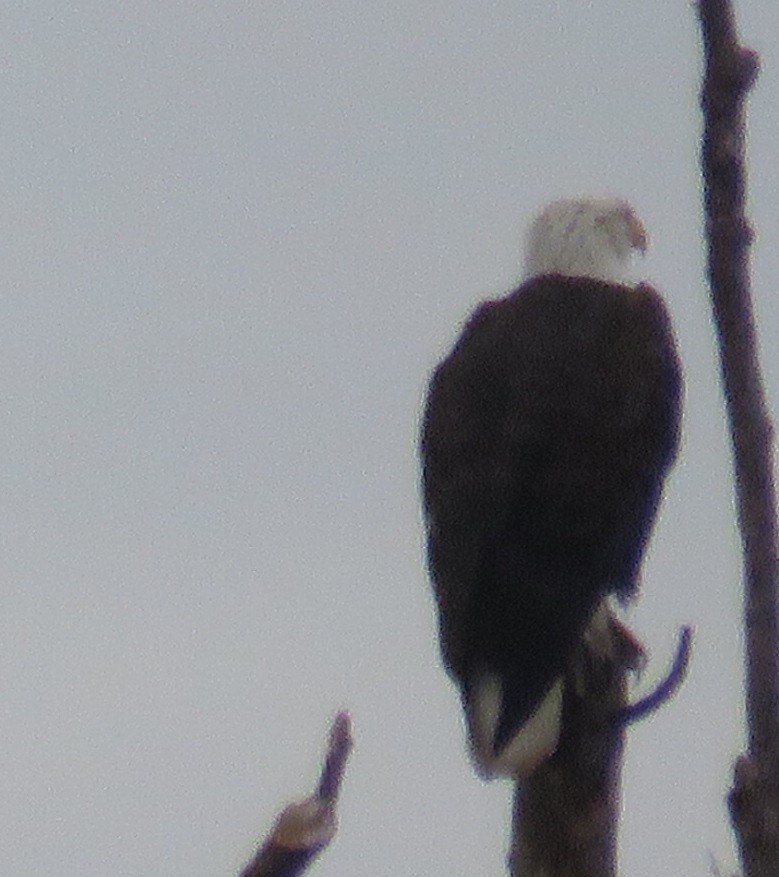 Bald Eagle - ML125271991