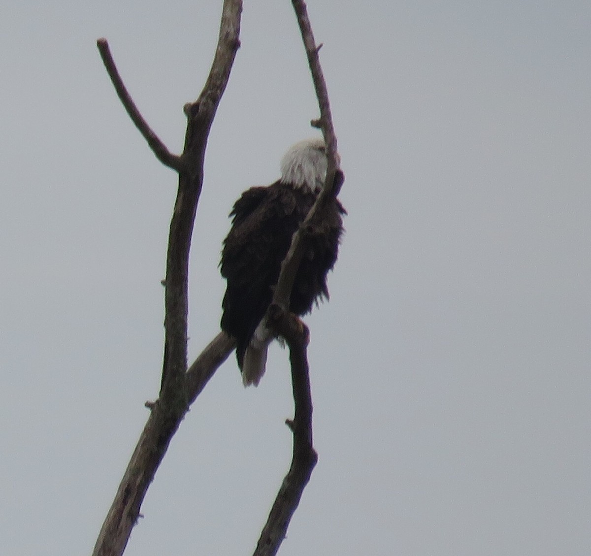 Bald Eagle - ML125272021