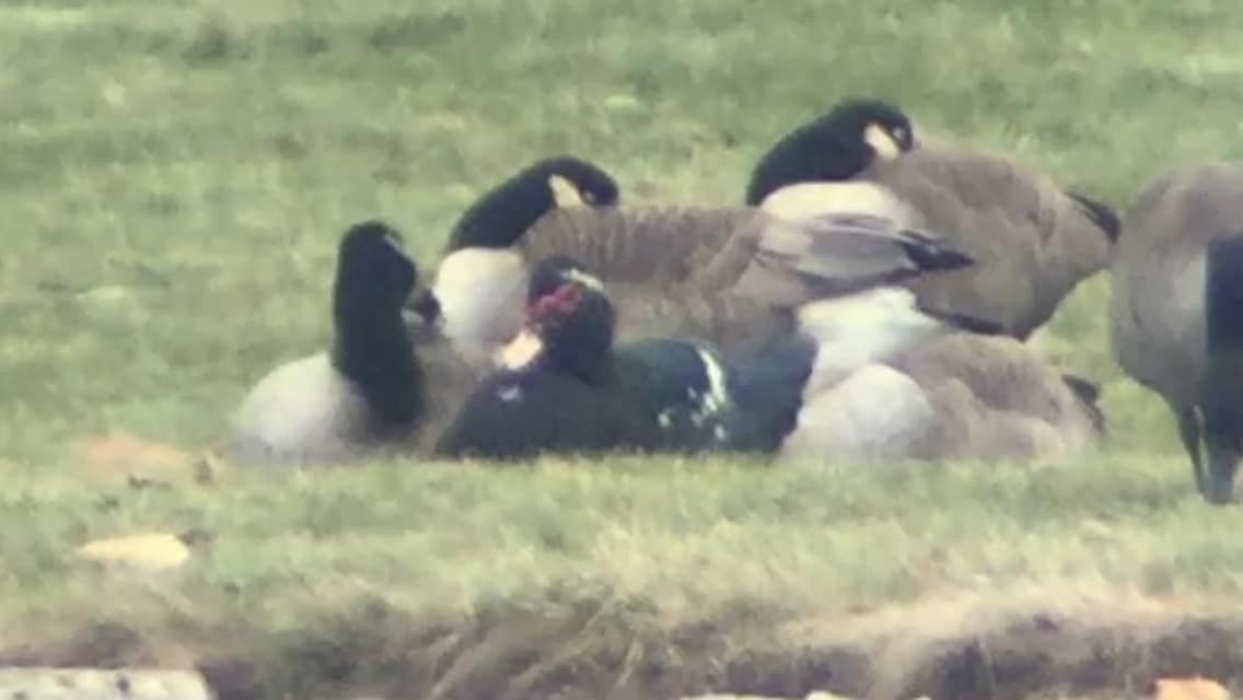 Muscovy Duck (Domestic type) - ML125274981