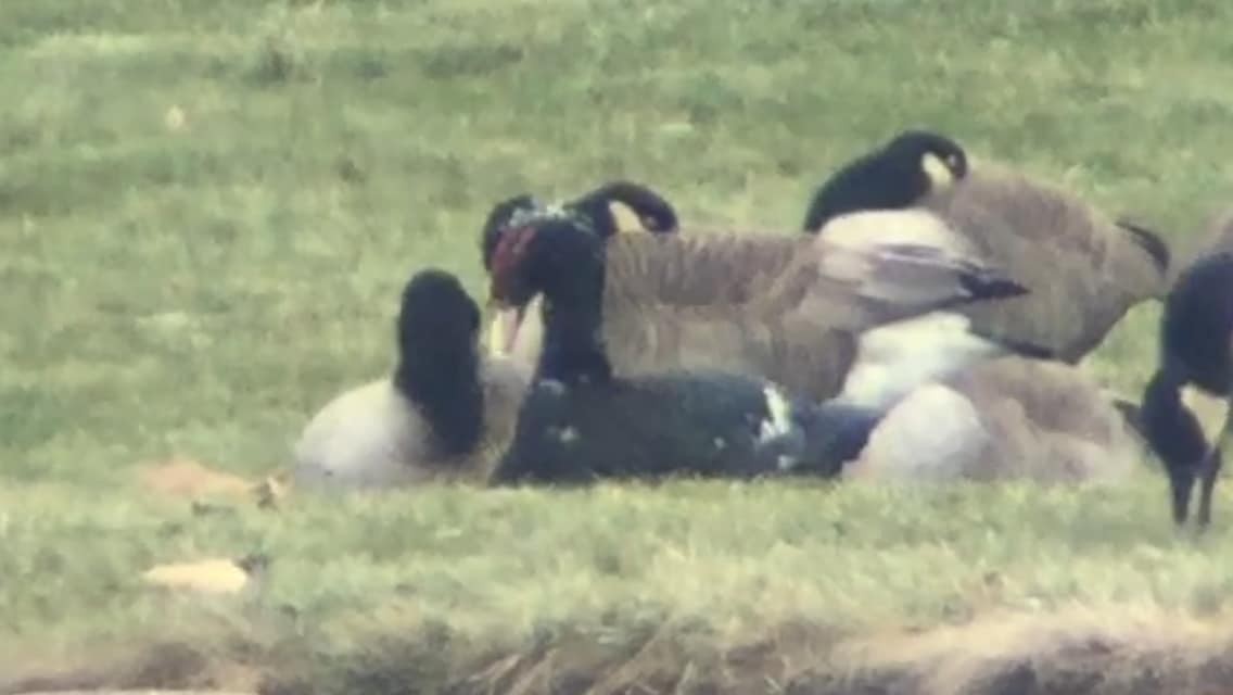 Muscovy Duck (Domestic type) - ML125274991