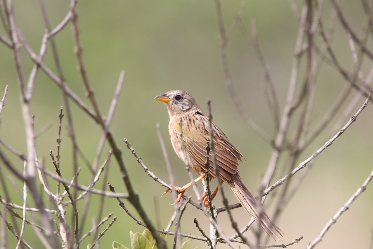 Wedge-tailed Grass-Finch - Matheus Santos