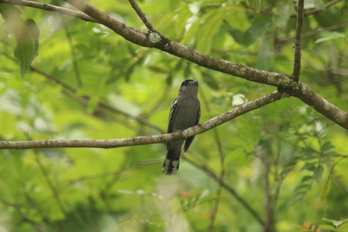 White-winged Becard - ML125275811