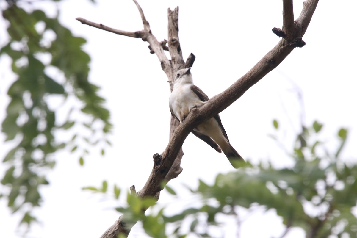 White-rumped Monjita - ML125275861