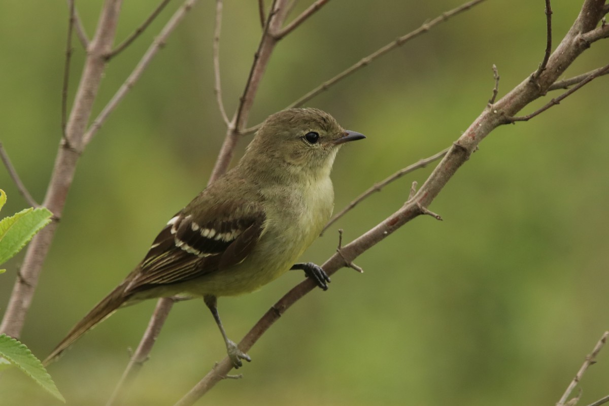 Small-headed Elaenia - ML125276041