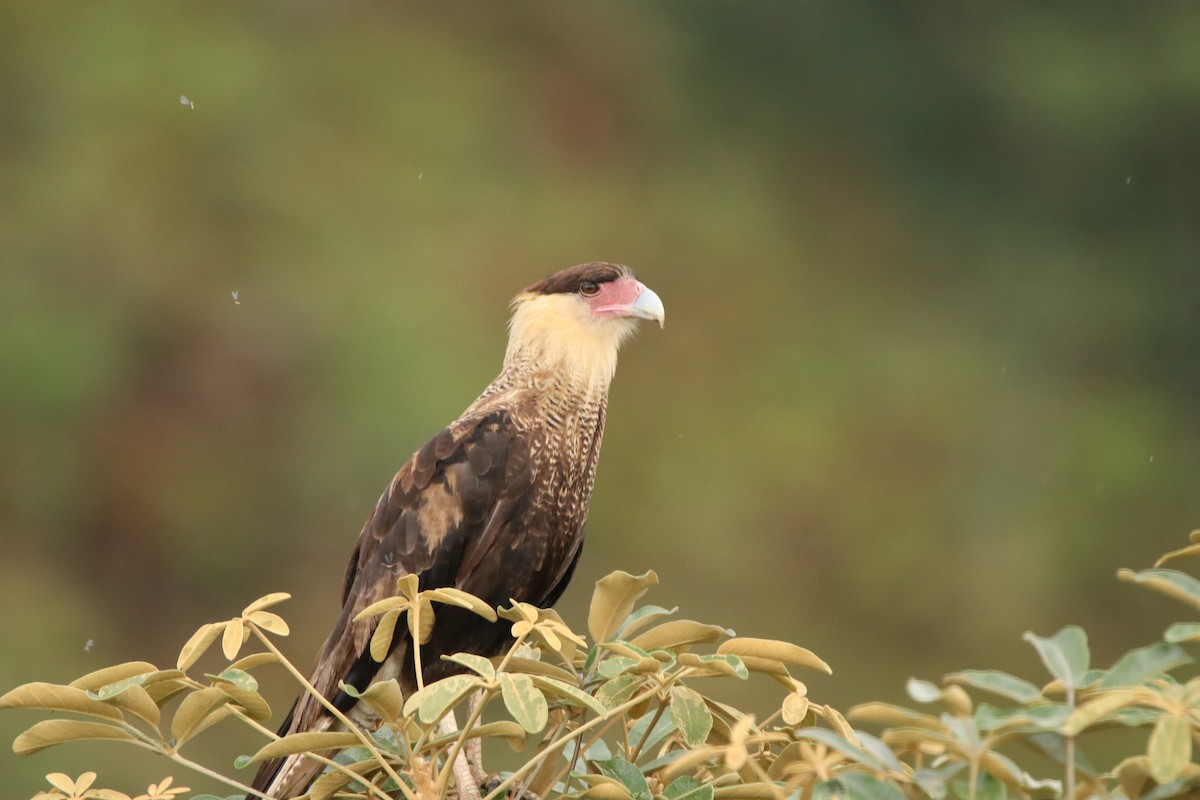 Crested Caracara (Southern) - Matheus Santos