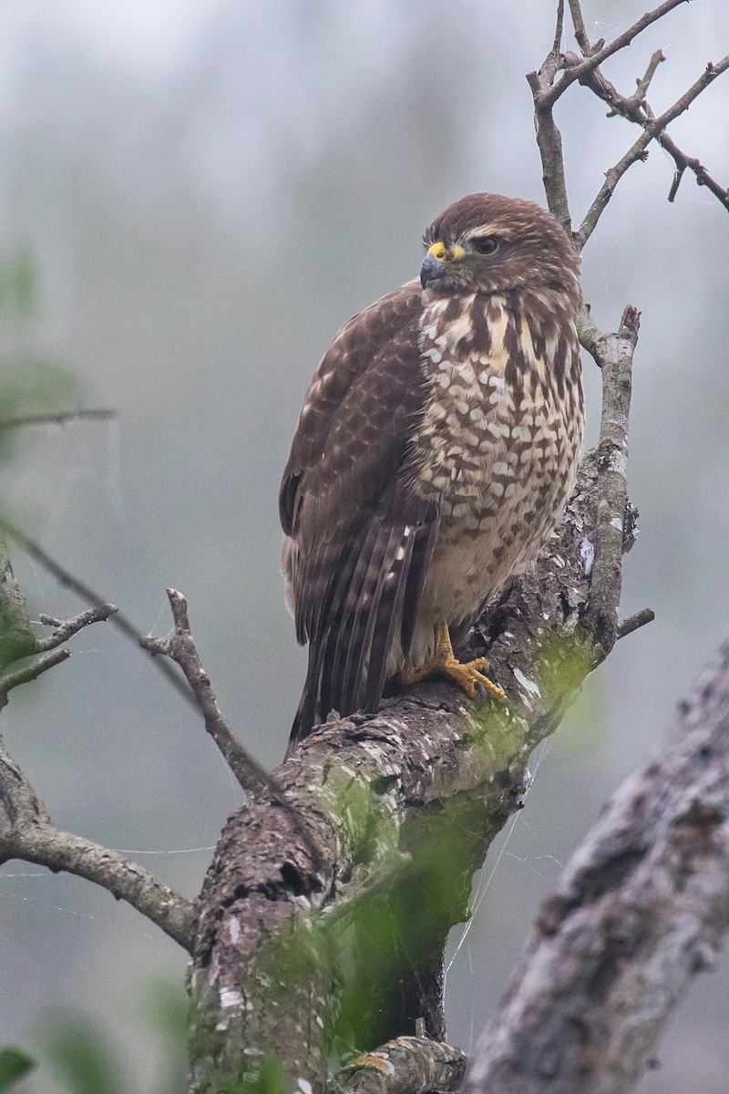 Roadside Hawk - ML125276561