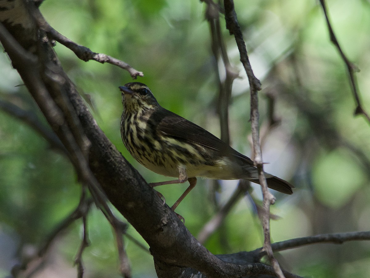 Northern Waterthrush - Michael Tromp