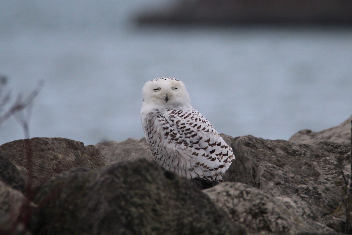 Snowy Owl - Patrick Sysiong