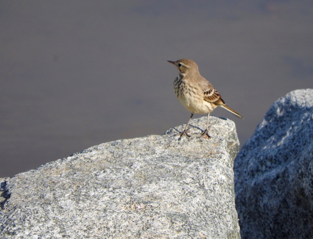 American Pipit - Kurt Wahl