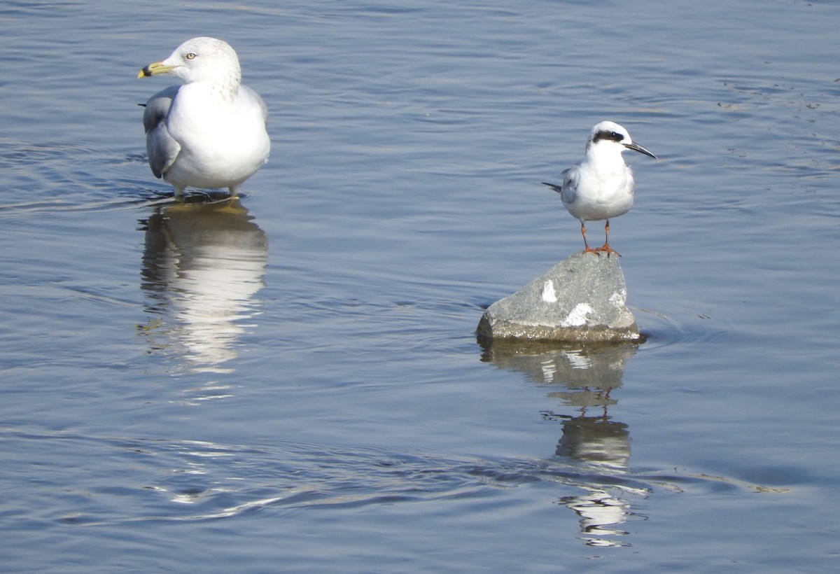 Ring-billed Gull - ML125281961