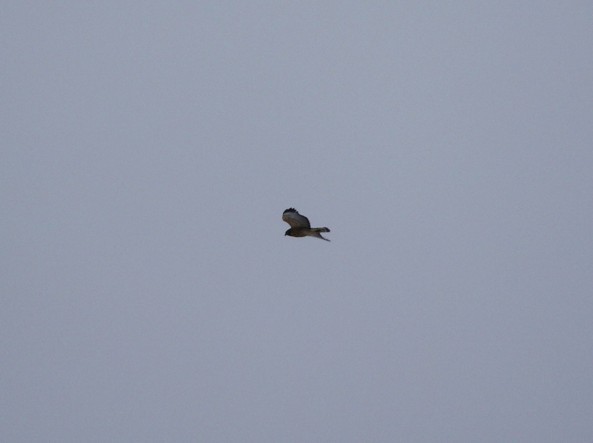 Red-shouldered Hawk - ML125282001