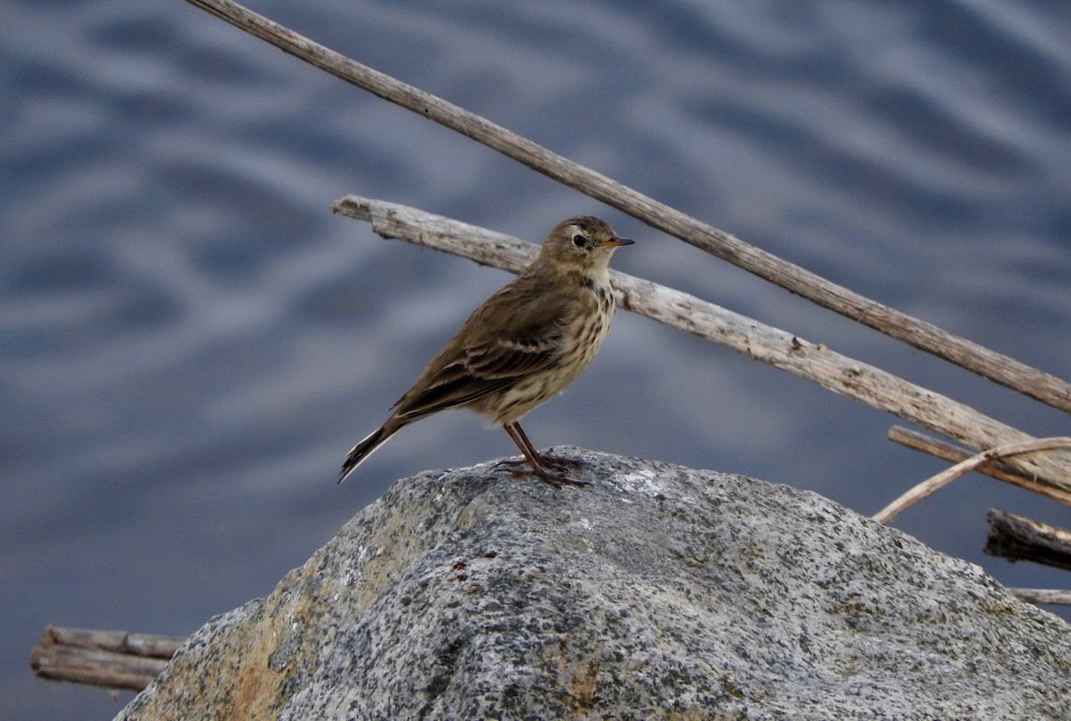 Pipit d'Amérique - ML125282271