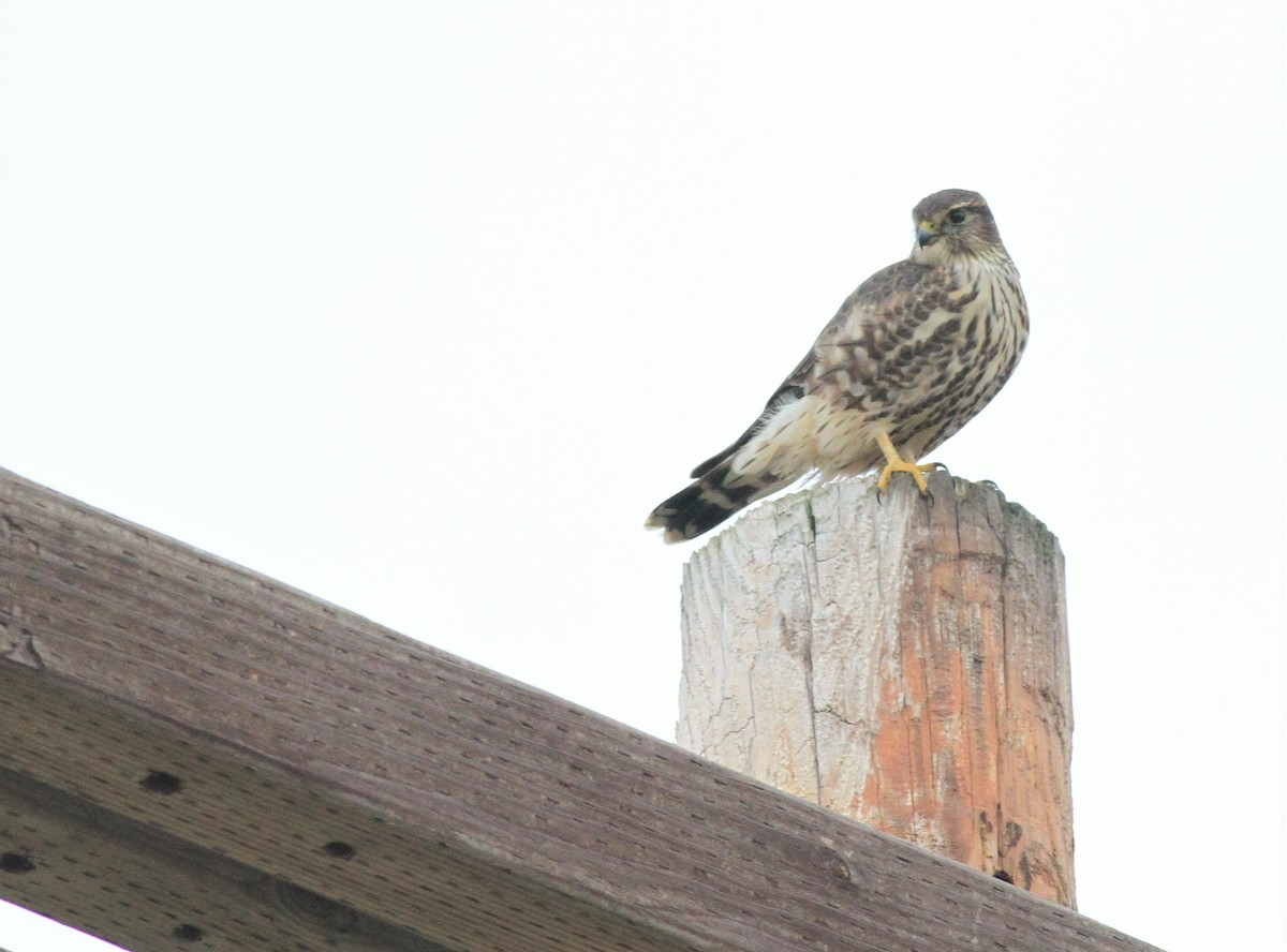 灰背隼(columbarius) - ML125283581