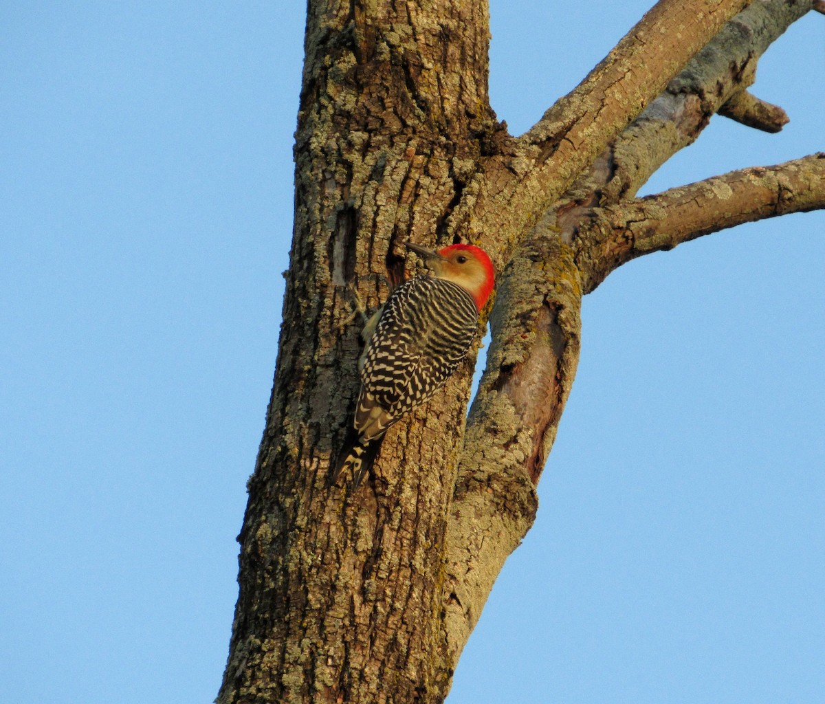 Red-bellied Woodpecker - ML125283911