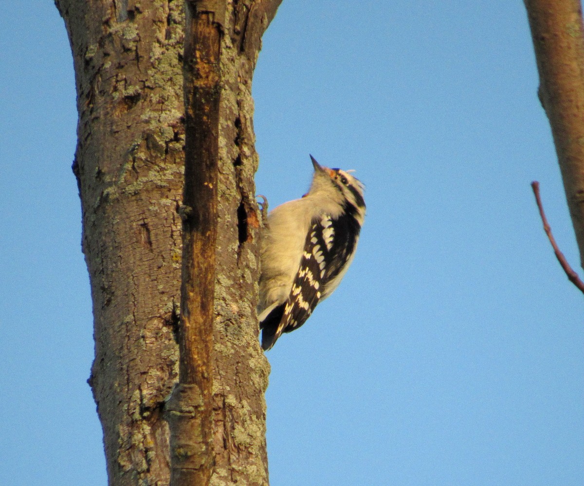 Downy Woodpecker - ML125283981