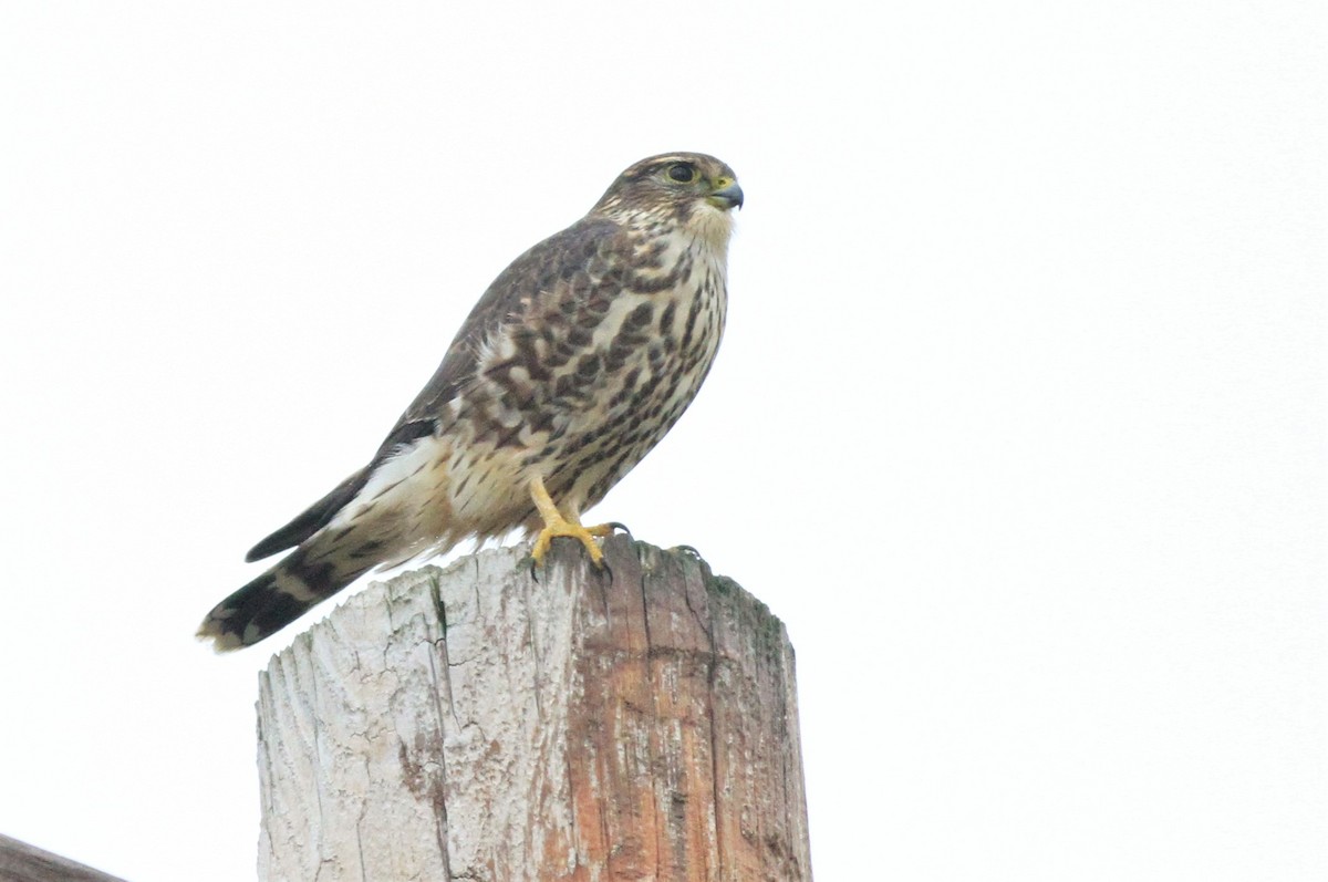 灰背隼(columbarius) - ML125284251