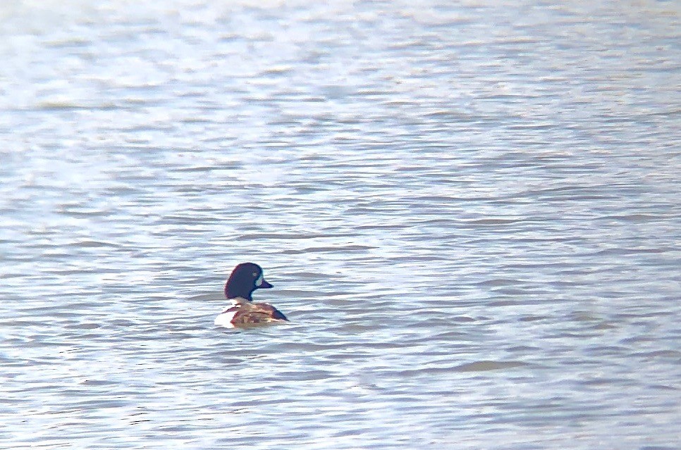 Barrow's Goldeneye - ML125284281