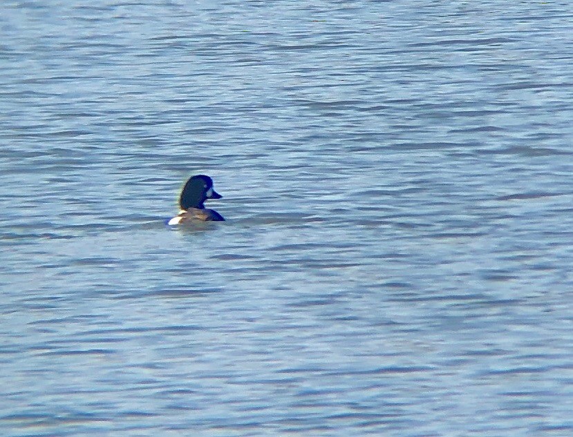 Barrow's Goldeneye - ML125284311