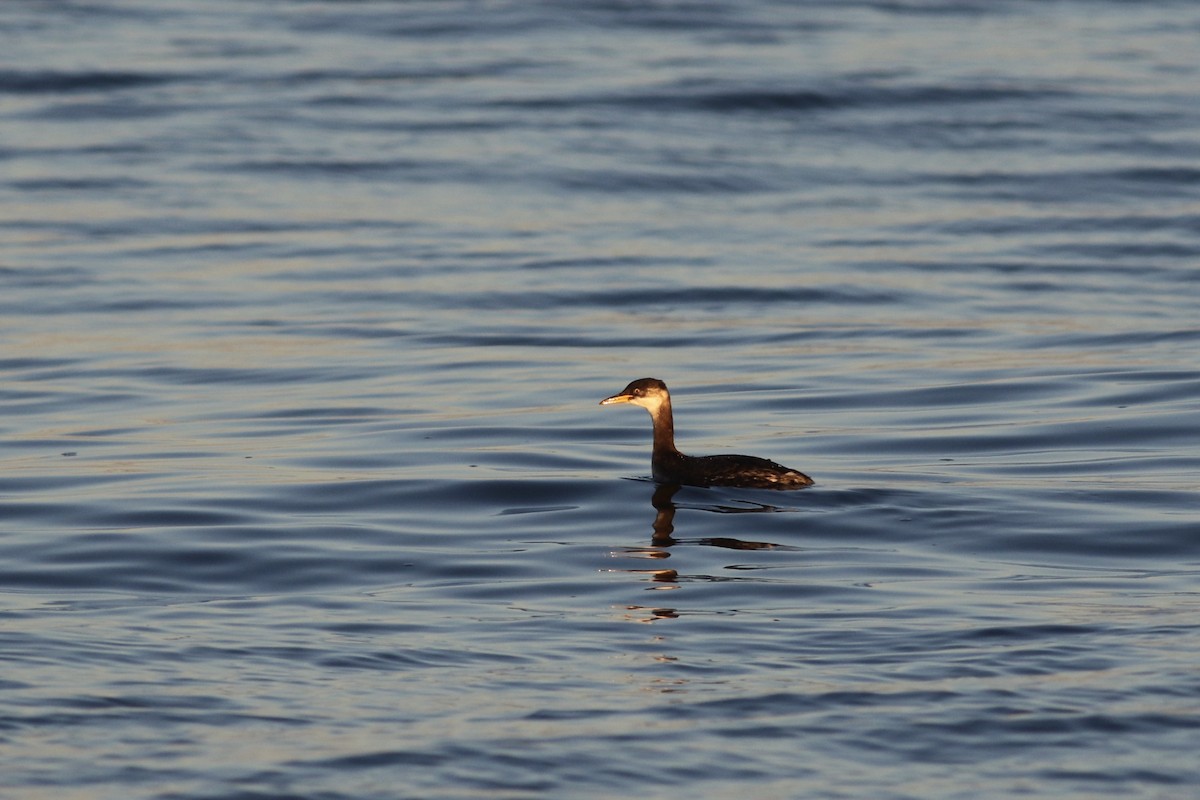 Red-necked Grebe - ML125286321