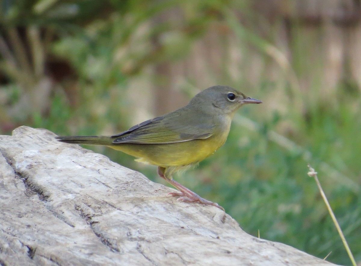 Mourning Warbler - Brittany O'Connor