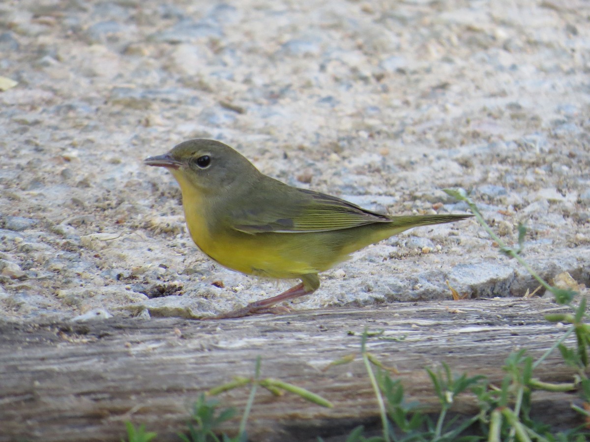 Mourning Warbler - Brittany O'Connor