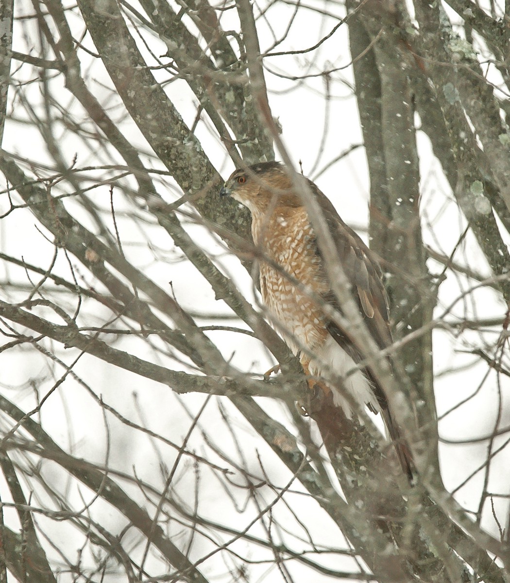 Cooper's Hawk - Alex Kearney