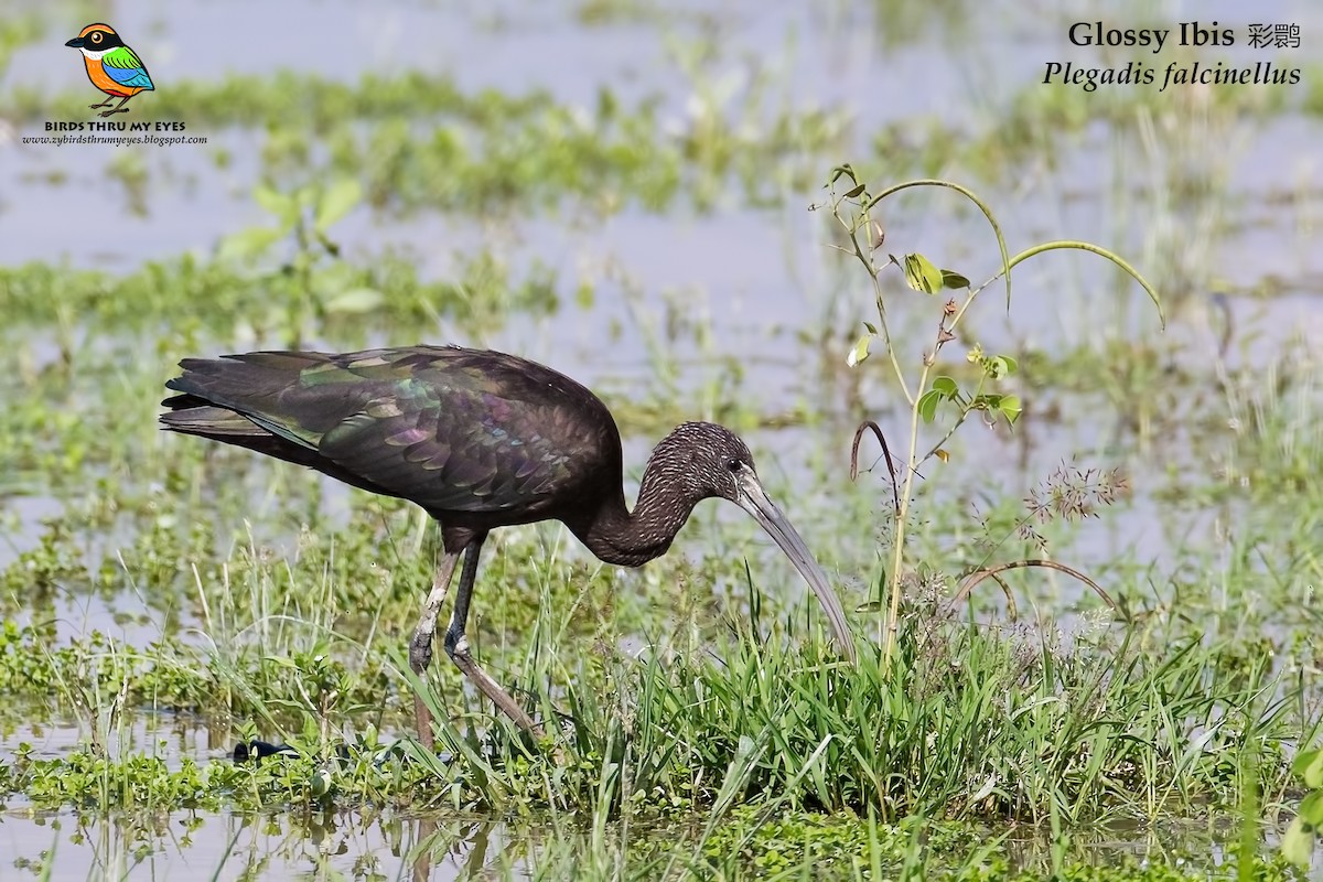 Glossy Ibis - ML125288001