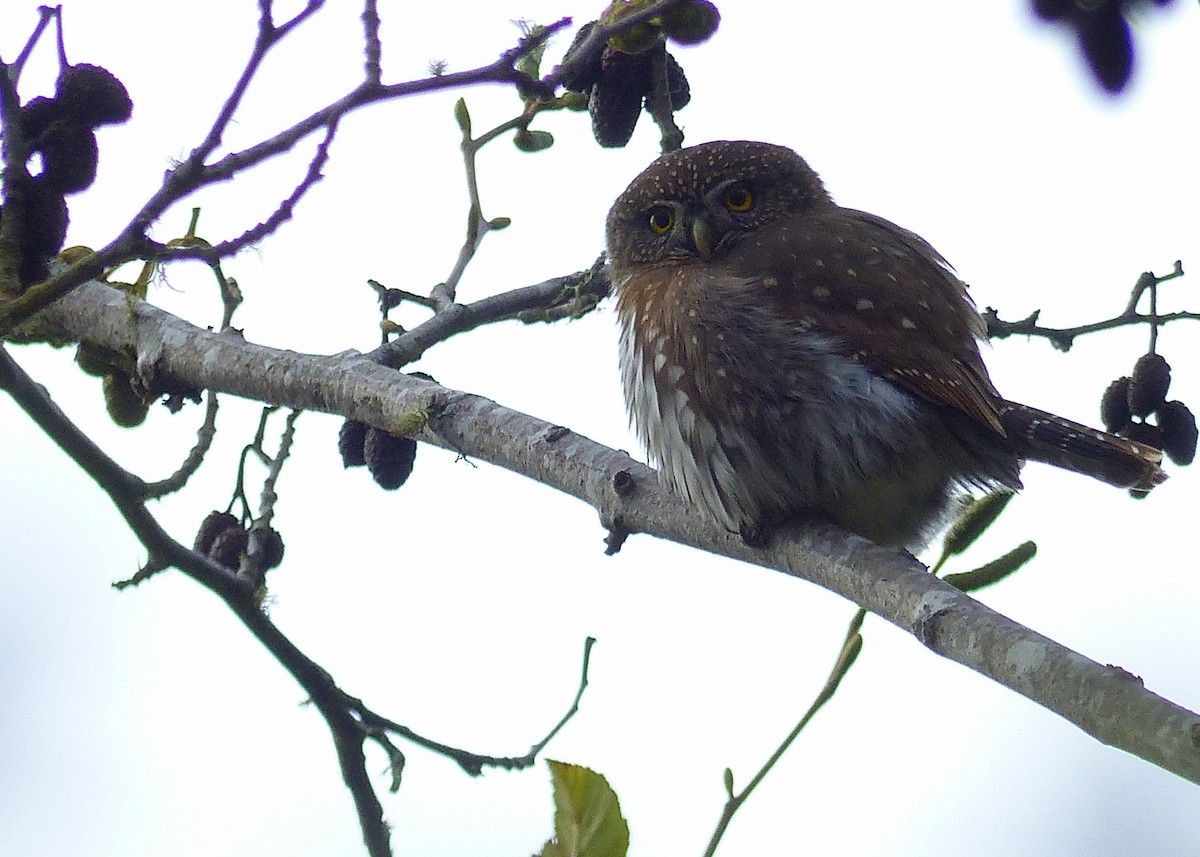 Northern Pygmy-Owl - Rob Fowler