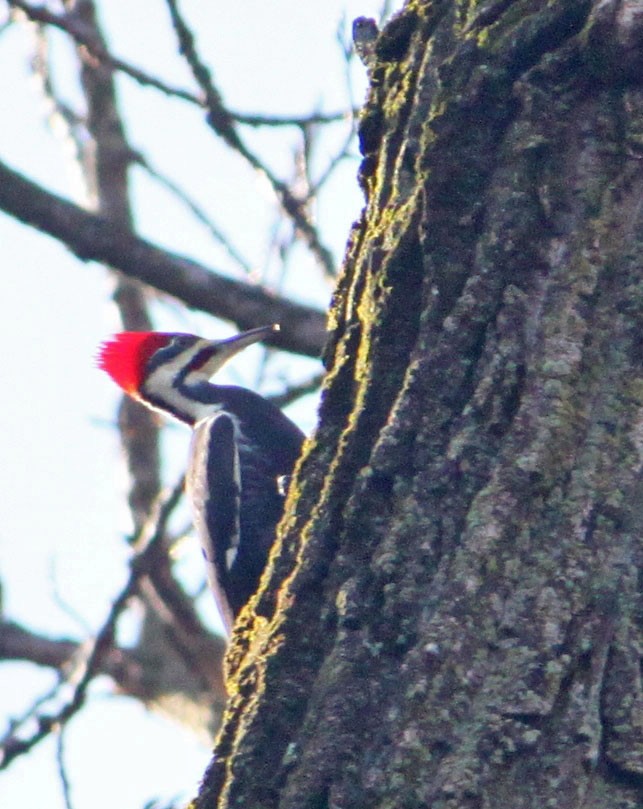 Pileated Woodpecker - Dan Kempf