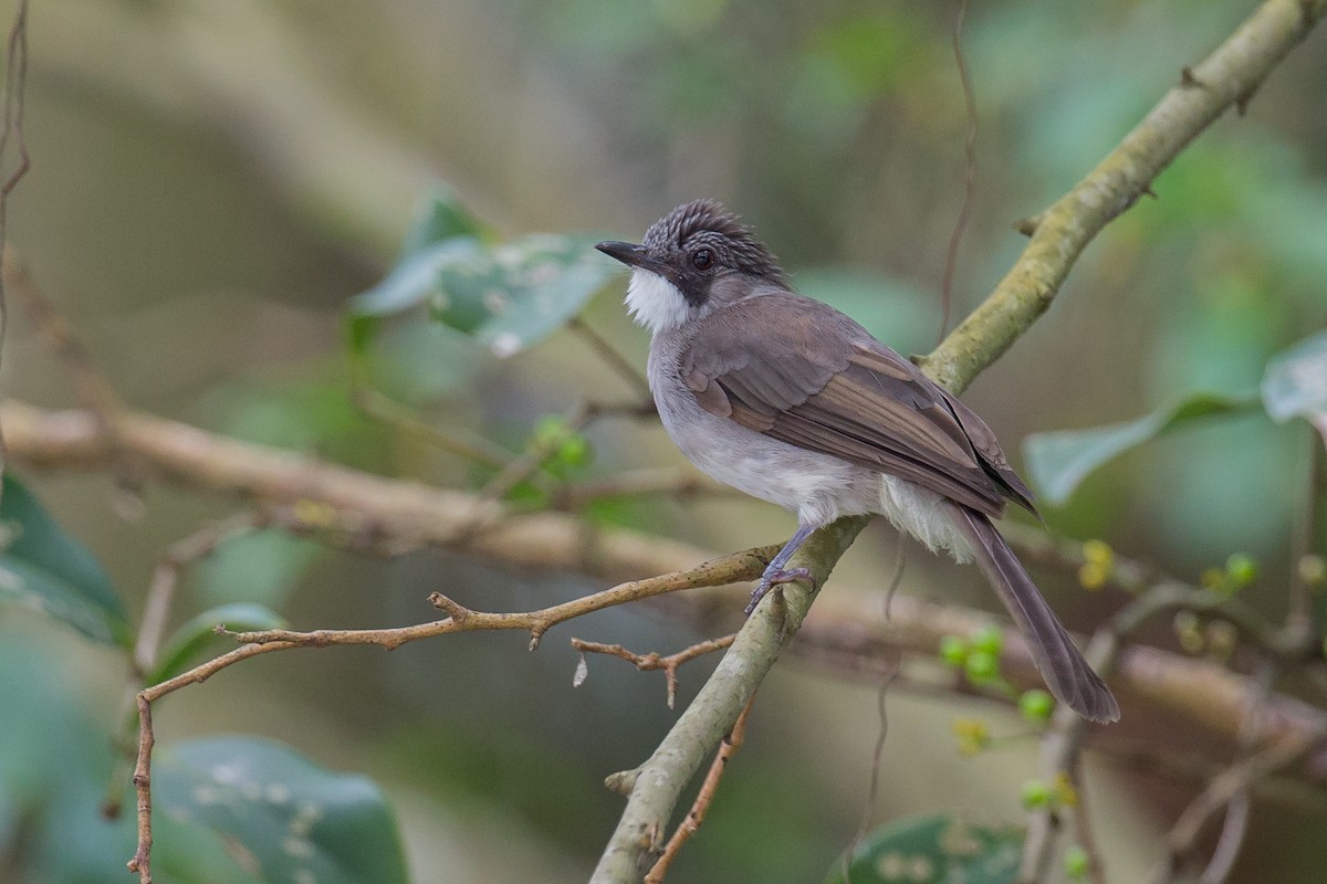 Cinereous Bulbul (Cinereous) - Adrian Silas Tay