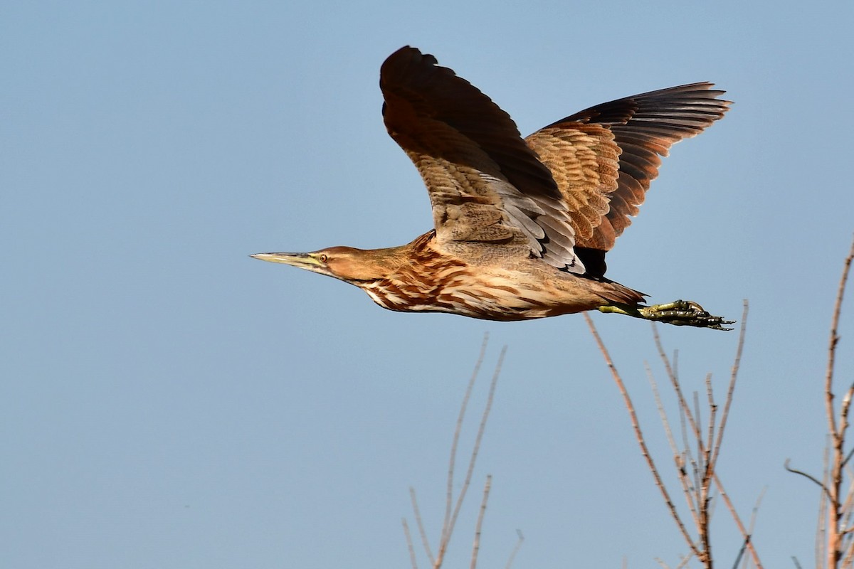 American Bittern - Sia McGown