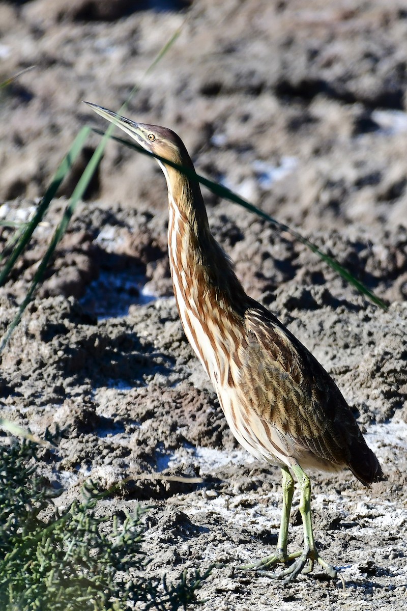 American Bittern - ML125291051