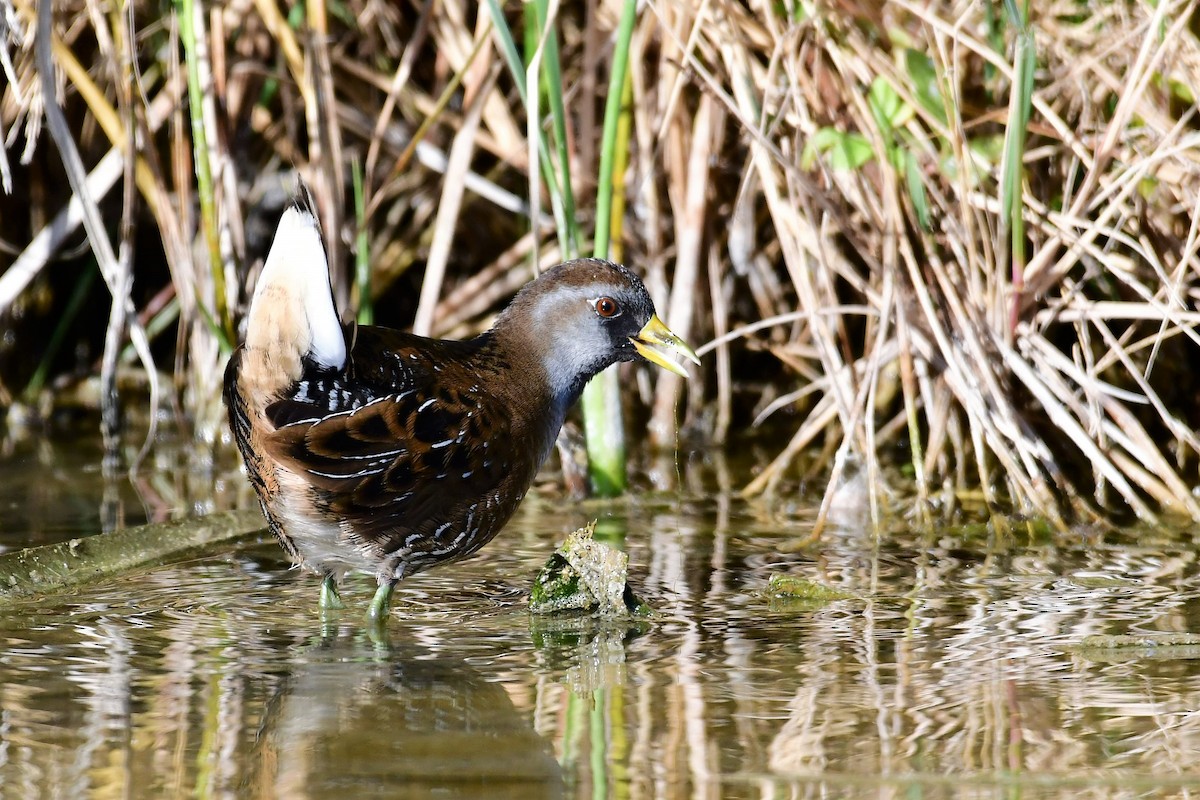 Polluela Sora - ML125291391