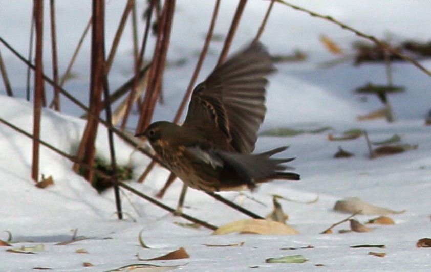 Pipit d'Amérique - ML125293681