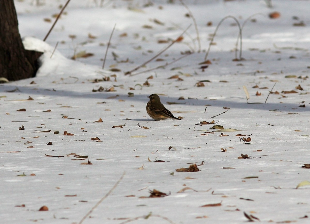 American Pipit - SOVDR 2015