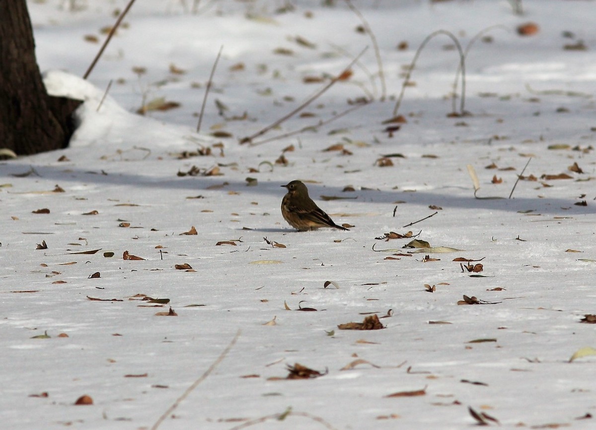 American Pipit - ML125293691