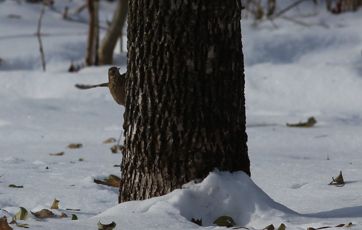 American Pipit - SOVDR 2015