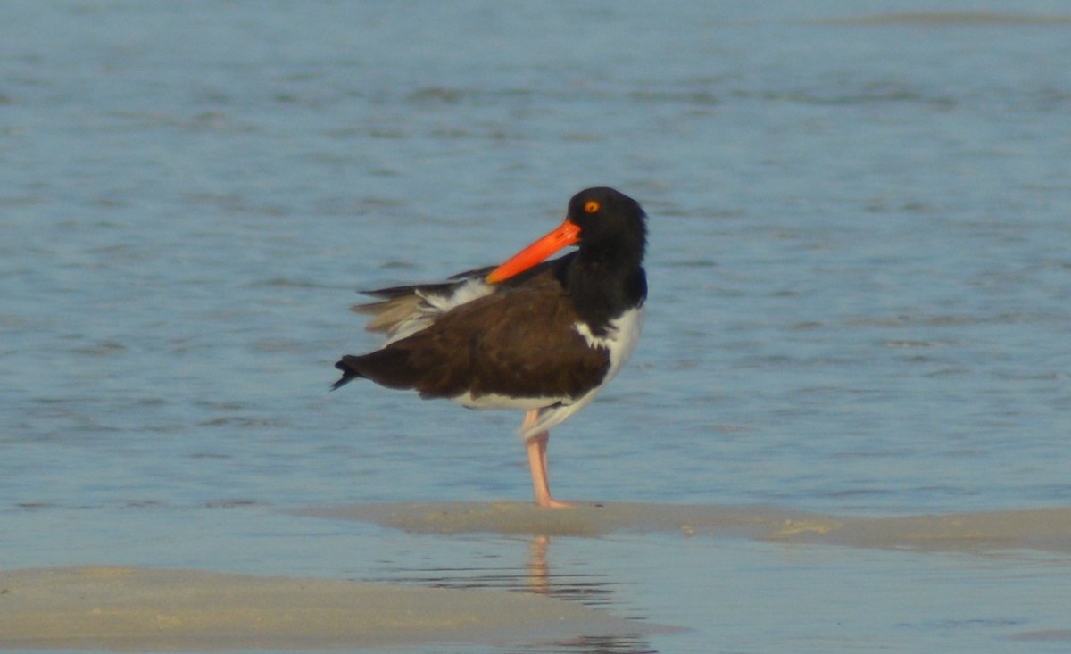 American Oystercatcher - ML125294301