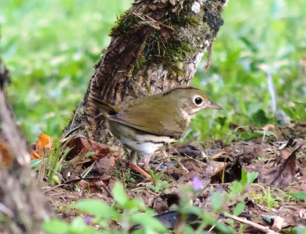 Ovenbird - ML125295931