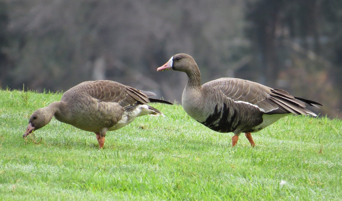 Greater White-fronted Goose - Brittany O'Connor