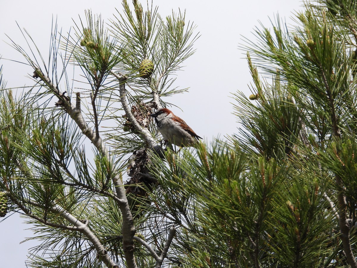 House Sparrow - ML125296801