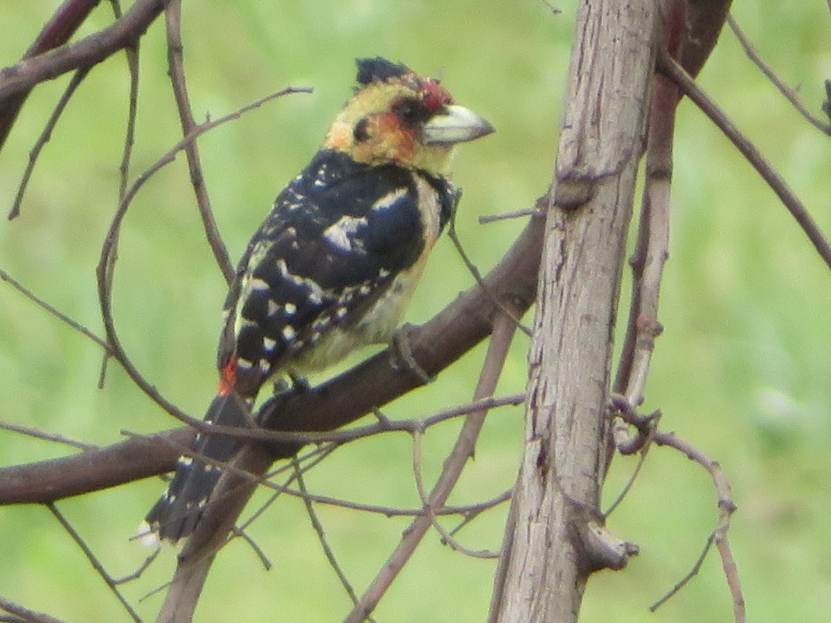 Crested Barbet - ML125298361