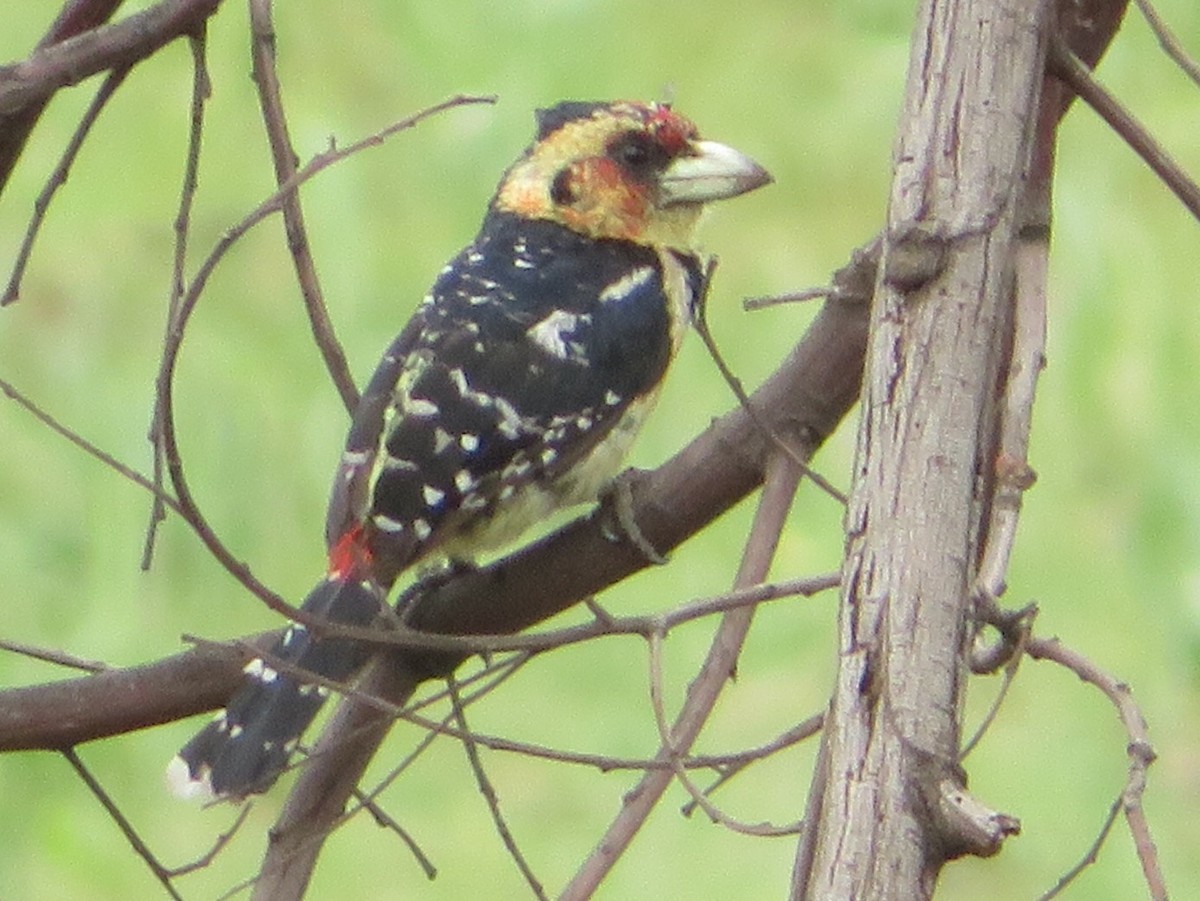 Crested Barbet - ML125298371