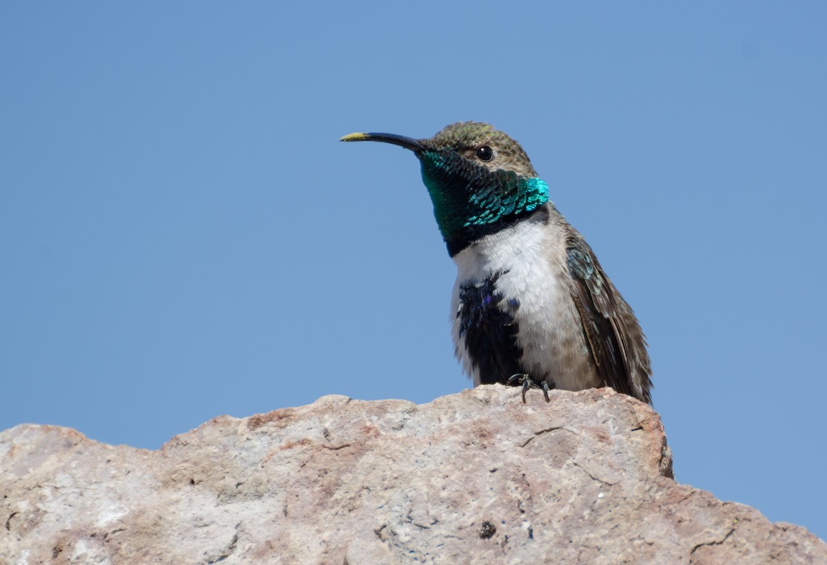 Colibrí Cordillerano - ML125299641